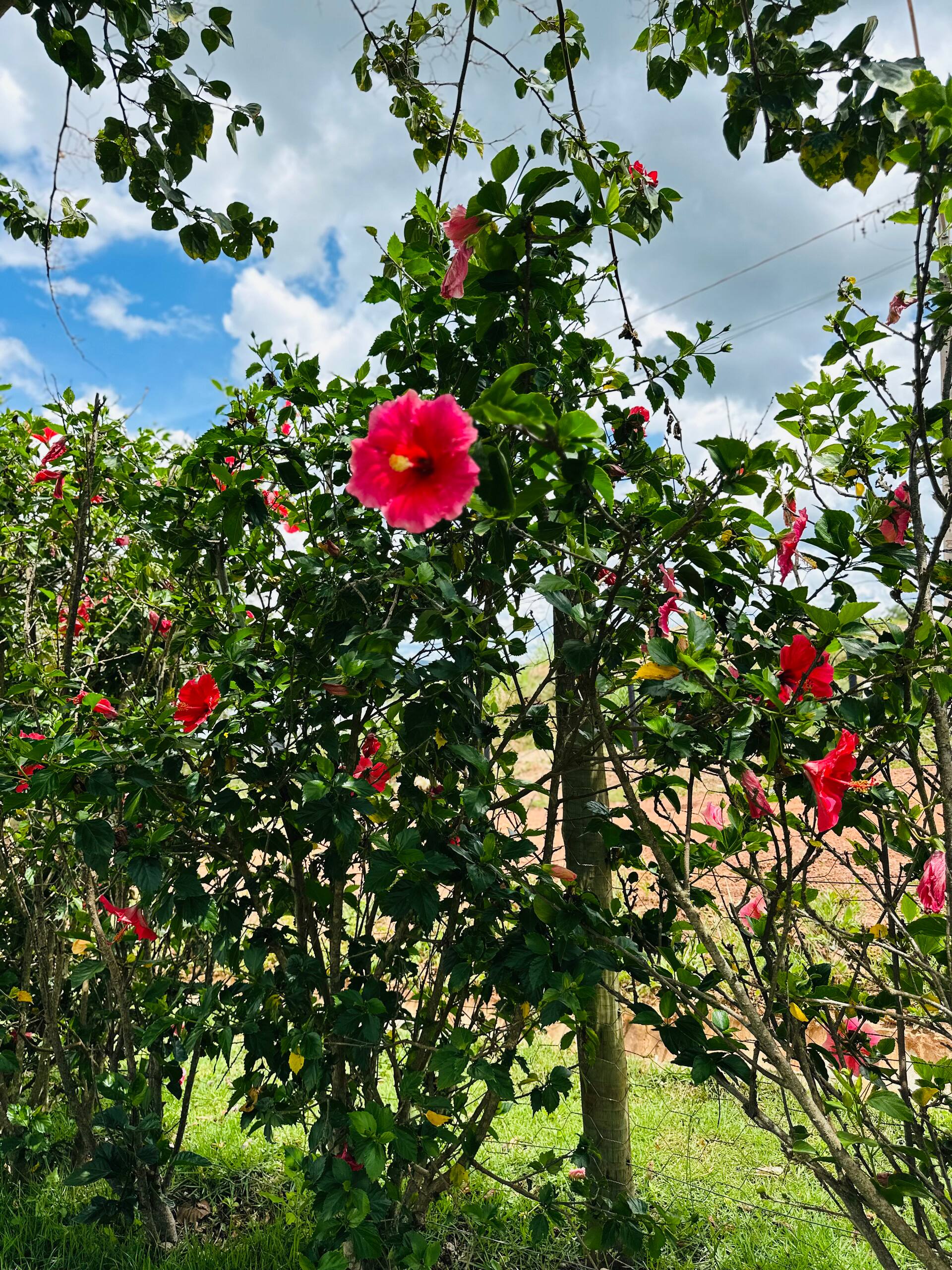 Área verde com flores e árvores